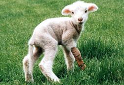 Lamb