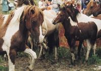 The annual pony penning, which has provided funding for the Chincoteague Volunteer Fire Company for years, is eagerly anticipated by locals as one big homecoming.