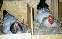 Egg-Laying Rooster