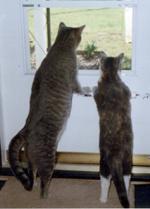 Birdwatchers