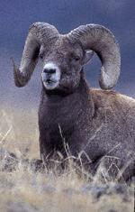 Ram