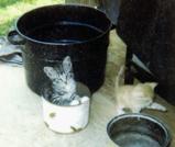 Canned Kitten Anyone?