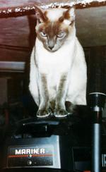 Fishy Feline
