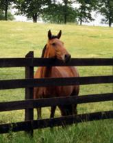 Horse Sense at the Fence