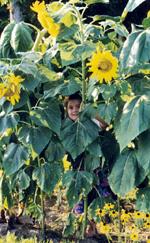 Sunflower Hide-N-Seek