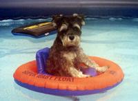 Floating Fido