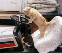 ch_cat.jpg (49488 bytes)