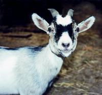 Goaty Grin