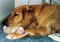 Puppy Love