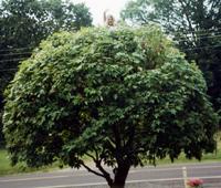 Treetop Tot