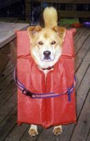 Water Hound