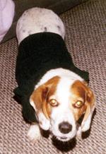 Coated Canine