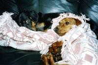 Dachshunds