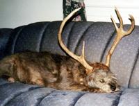 Deer Dog
