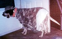 Hound