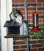Opposum Opportunist