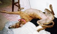 Retired Racing Greyhound