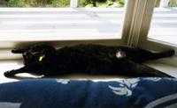 Sunny Window Stretch