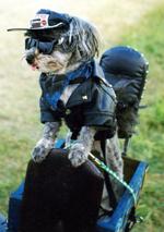 BAD TO THE BONE