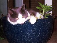 CATNAPPING IN THE CATNIP