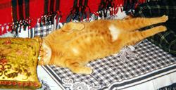 Fat Cat Naps