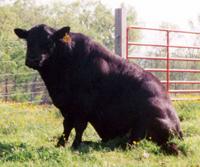 Sitting Bull