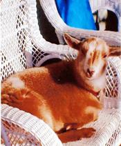 Wicker-Loving Billy