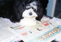 Comical Canine