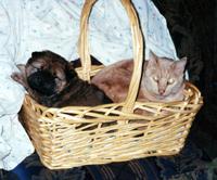 Basket Full of Trouble