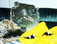 Kitty Couch
