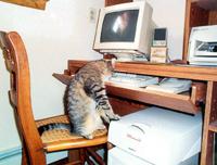 Mouse Hunt