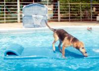 Pool-Loving Pooch