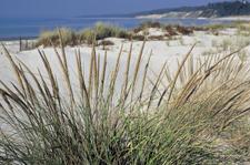 Kiptopeke State Park