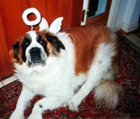 GUARDIAN ANGEL GUARD DOG