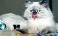 BLUE-EYED BEAUTY
