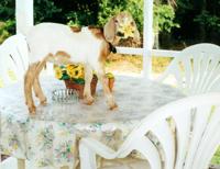 A CENTERPIECE TO REMEMBER