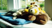 HAPPINESS IS A WARM TEDDY