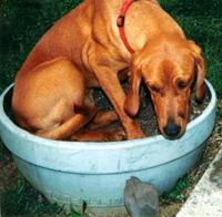 POTTED PUP