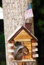 FLAG-FLYING PATRIOT
